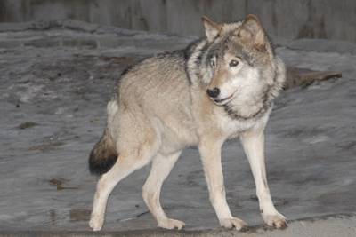 В воскресенье в Костроме видели волка, который оказался собакой