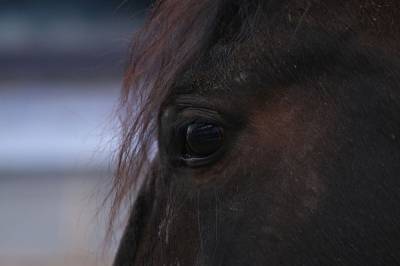 Уральская полиция приняла заявление об изнасиловании женщины конем