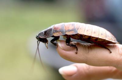Зоопарк в Техасе предложил гостям назвать тараканов именами бывших возлюбленных