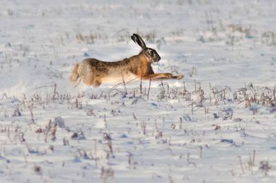 Когда зайцы предсказывают морозы? Народные приметы на вторую неделю февраля (+видео)