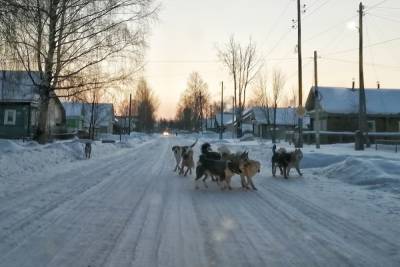 В городе Тверской области из-за стаи домашних собак люди заряжают электрошокеры