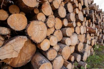 В 2020 году в Томской области вырубили только 18% от расчетной лесосеки