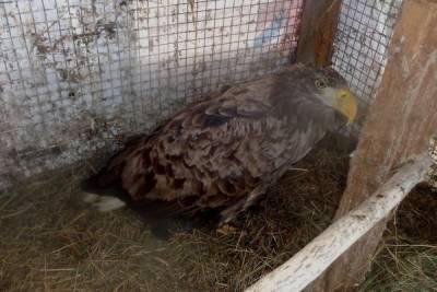 В реабилитационном центре диких животных Тверской области рассказали грустную историю об орлане