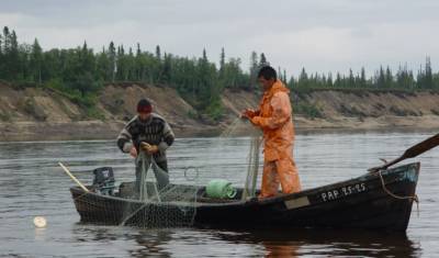 В озере Пясино и реке Пясина опять ловят рыбу