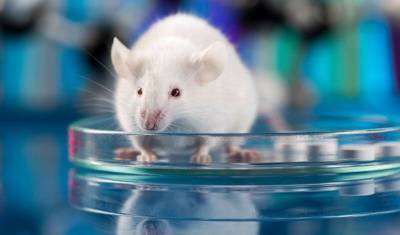 У человека и мышей обнаружили общий ген. Он отвечает за форму носа