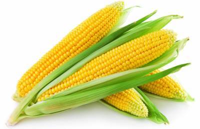 Эксперты рассказали, как получить щедрый урожай кукурузы в агросезоне-2021