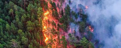 За 2020 год в России улучшилась ситуация с лесными пожарами