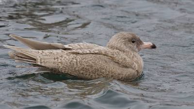 На озере под Петербургом заметили редкую залётную птицу