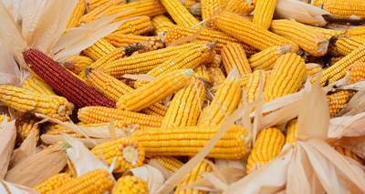 Грузия возвращает Украине более 110 тысяч килограммов кукурузы