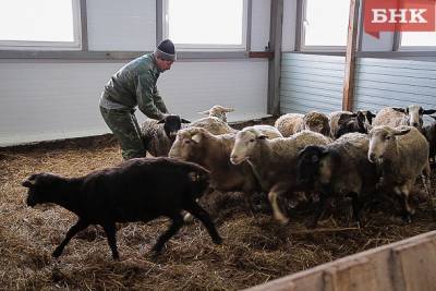 Ученые Коми хотят вывести стрессоустойчивых овец