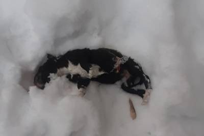 Жительница Твери нашла вмерзших намертво в лед новорожденных щенков