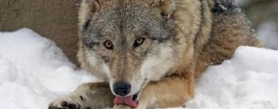 Ночью в Архангельске полицейские застрелили волка