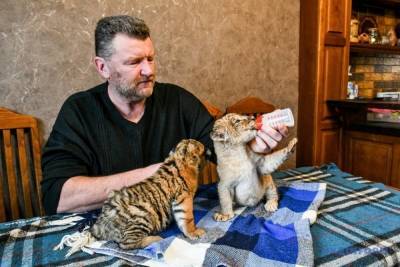 На Запорожье тигрица и львица отказались от потомства: кто стал приемными родителями малышей