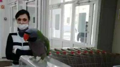 Попугай стал любимым покупателем в супермаркетах Уссурийска, ФАН публикует видео