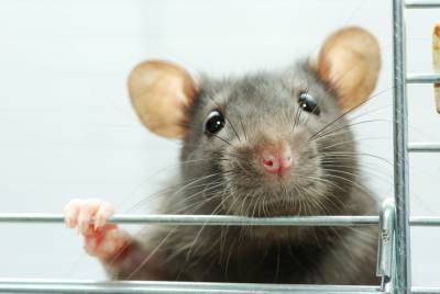В одесском супермаркете покупатели нашли на прилавке спящую крысу