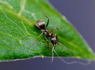 Эксперты рассказали, чем опасны домашние муравьи