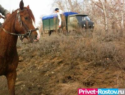 В полицию поступило заявление об изнасиловании россиянки конем