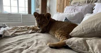 Маленького львенка спасли от вологодских фотомоделей
