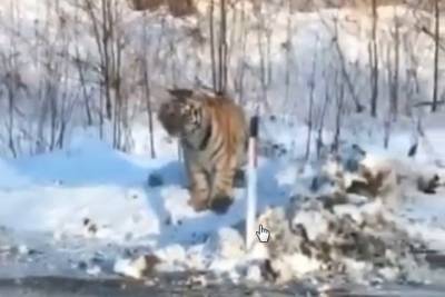Водитель в Приморье запечатлел на видео редких амурских тигров