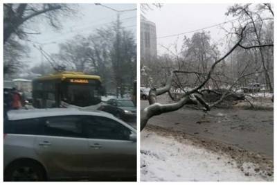 Обледеневшее дерево рухнуло на проезжую часть в Одессе, движение перекрыто: видео