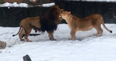 Львиные объятия в Калининградском зоопарке (видео)