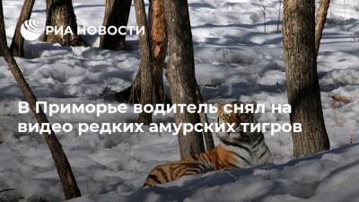В Приморье водитель снял на видео редких амурских тигров