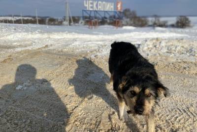 Дюмин поручил решить проблему бездомных собак в Новомосковске за 10 дней