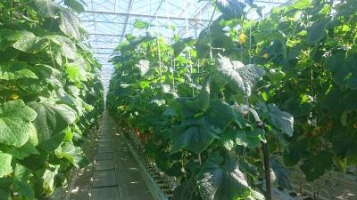 В новом тепличном комплексе в подмосковном Серпухове собрали первых десять тонн урожая