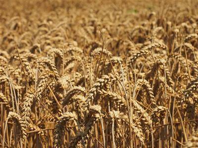 РЗС просит президента РФ не поддерживать ужесточение ограничений на экспорт зерна