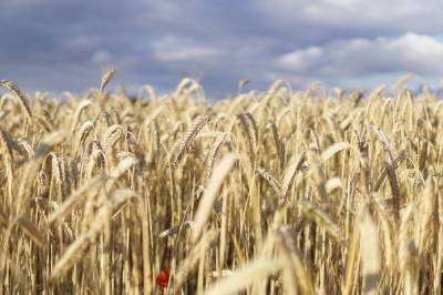 Черкасчина уменьшила валовое производство зерновых на 2,5 млн т