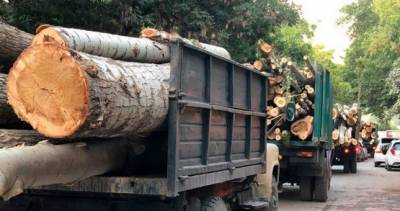 В Узбекистане продлили мораторий на вырубку деревьев