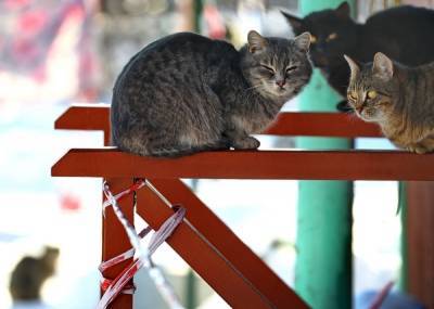 В Крыму планируют создать парк уличных и породистых кошек