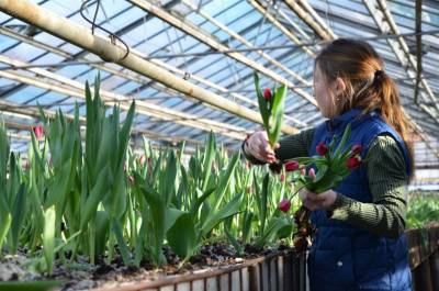 Ко Дню всех влюблённых в теплицах Ульяновска вырастили семнадцать тысяч тюльпанов