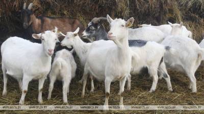 Беларусь ограничивает ввоз овец и коз из Бутана из-за оспы