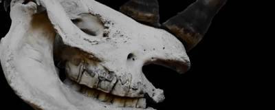 На Филиппинах ученые обнаружили кости носорога, забитого человеком 700 тыс. лет назад