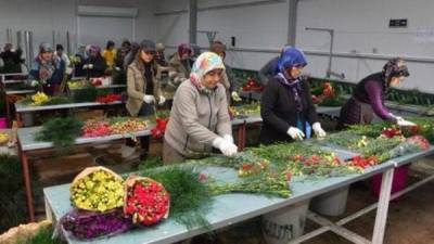 Миллион турецких роз: Анкара теснит конкурентов на цветочном рынке Европы