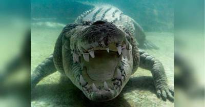 Гигантский крокодил проглотил двух акул и попал на видео