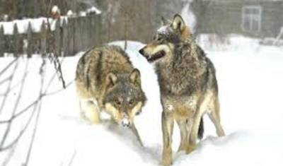 Голодные волки растерзали десятки собак на улицах Архангельска