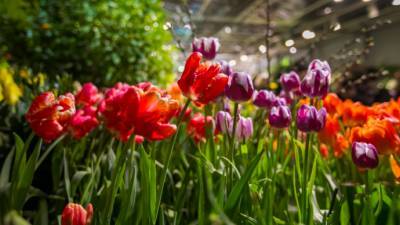 В «Аптекарском огороде» расцветут 10 тысяч тюльпанов