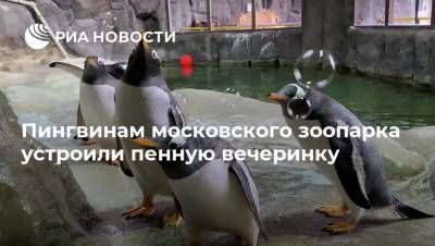 Пингвинам московского зоопарка устроили пенную вечеринку