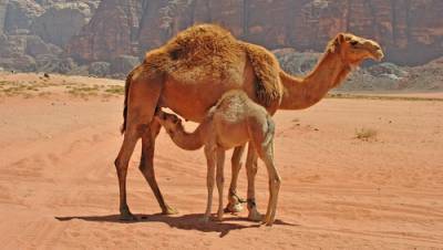 Открытие в Израиле: рак простаты можно лечить с помощью верблюдиц
