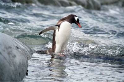В московском зоопарке пингвинов развлекли мыльными пузырями