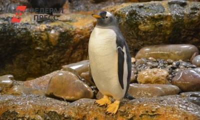 Московский зоопарк устроил «аквадискотеку» для пингвинов