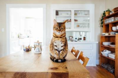 Кошачий экстрасенс: в Великобритании женщина научилась понимать кошек – как ей это удалось