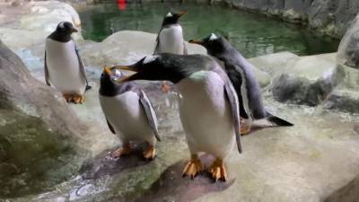 Видео: пингвинов в Московском зоопарке развлекают с помощью мыльных пузырей