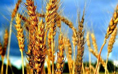 Агро - Падение цен на пшеницу: причины - 24tv.ua