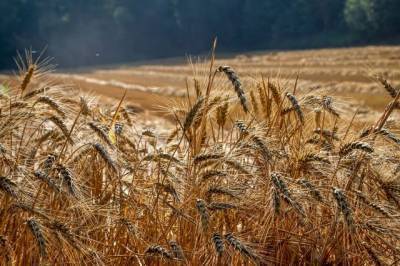 В России утвердили гибкую пошлину на экспорт зерновых