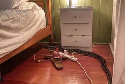 Двухметровая змея вынудила женщину подняться с кровати