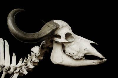 Ученые нашли кости гигантского животного, которое обитало на Земле более 10 тысяч лет назад и мира