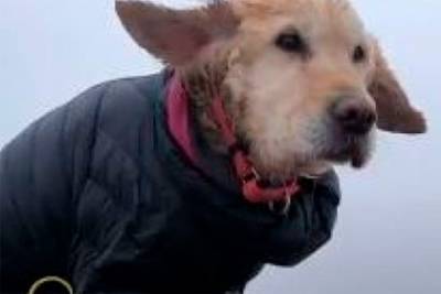 Туристы обнаружили выживавшую в снегах две недели собаку и вернули ее домой